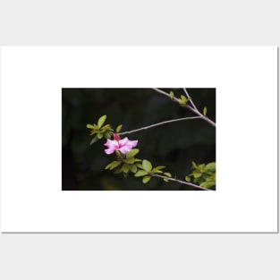 HIBISCUS. GULBENKIAN GARDEN Posters and Art